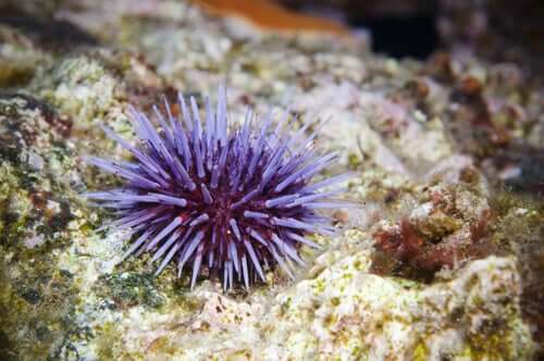 Ouricos Do Mar Saiba Tudo Sobre Estes Invertebrados