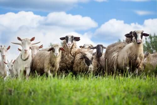 Ovelhas e cabras pastando