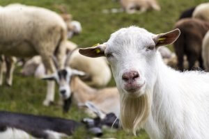 Diferenças na criação de ovelhas e cabras