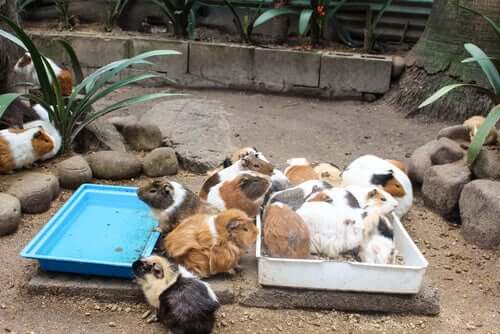 Pragas em porquinhos-da-índia