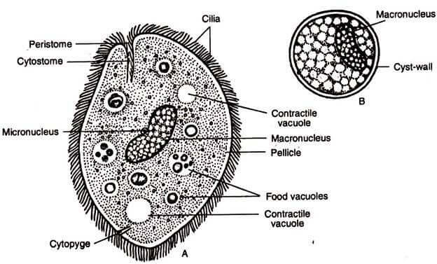 Ciliados