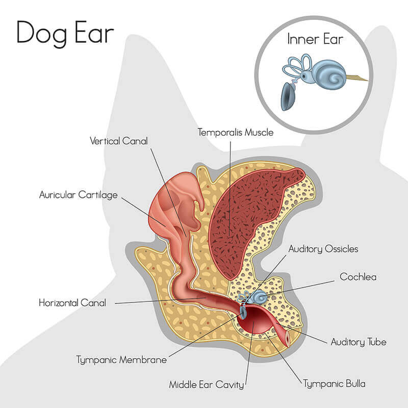 Partes do ouvido dos cachorros