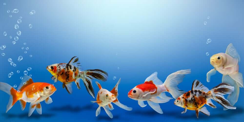 Peixes de aquário