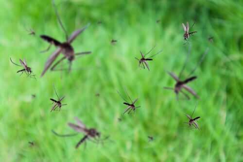 Mosquitos voando