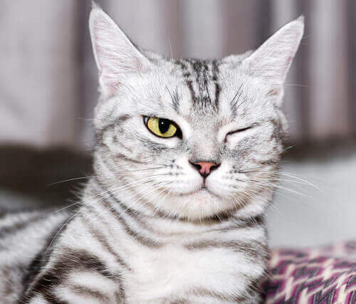 A saúde ocular dos gatos