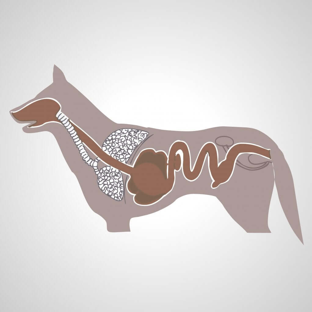 Processo digestivo do cão