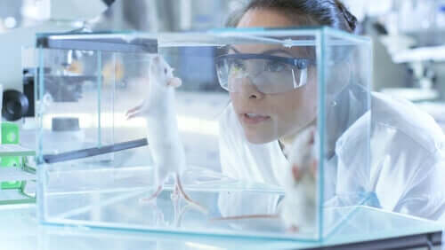 Mulher estudando rato de laboratório