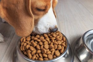 3 coisas que você não sabia sobre a ração para cachorros