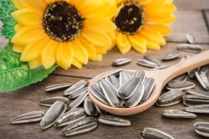 3 benefícios das sementes de girassol para animais de estimação