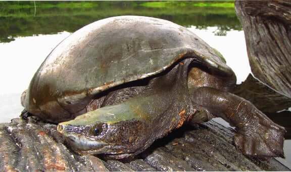 Morfologia da tartaruga de rio da América Central