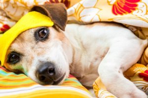 Distúrbios do sono em cães: tudo que você precisa saber