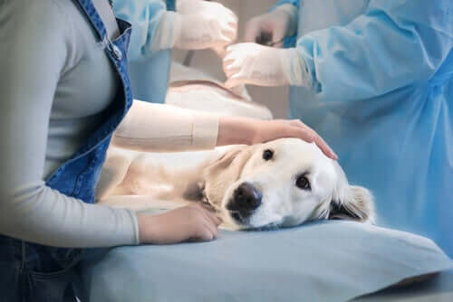 Cão recebendo tratamento