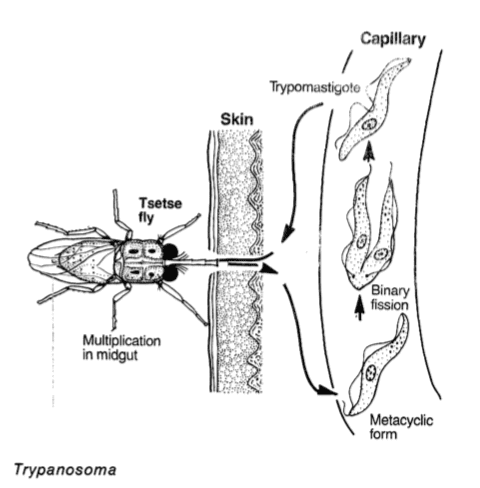 Tripanosoma é um dos parasitas unicelulares