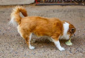 Tipos de vômito em cães: o que observar