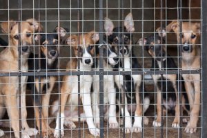 Com que idade um cachorro pode ser castrado ou esterilizado?