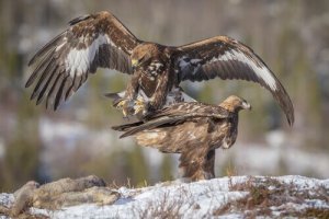 A conservação das águias espanholas