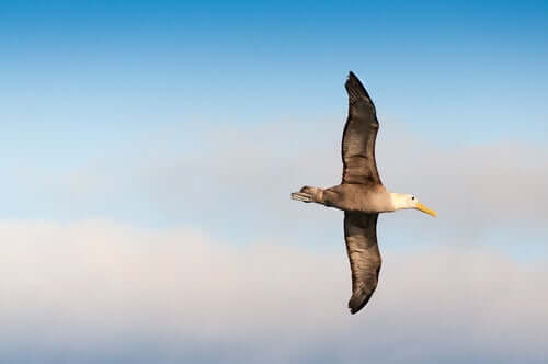 Albatroz-das-galápagos