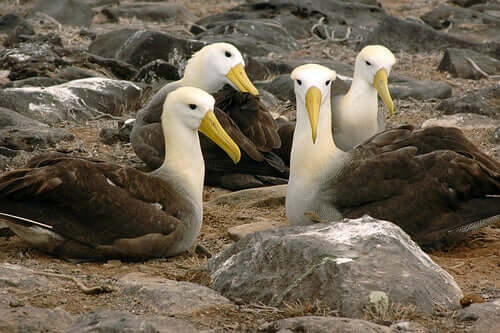 Albatroz-das-galápagos