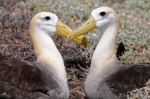 Albatroz-das-galápagos: saiba tudo sobre esta ave