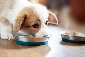 Regras essenciais para alimentar filhotes de cães