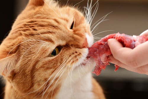 Benefícios dos alimentos crus para os gatos
