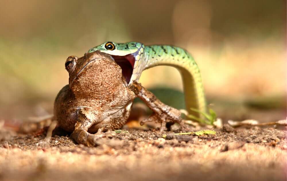 Alimento para uma cobra