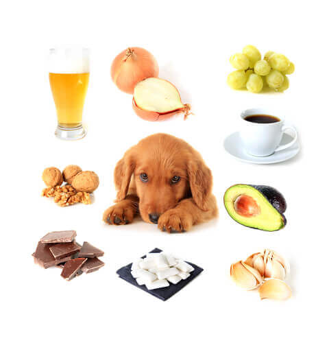 Quais alimentos são tóxicos para os cães?