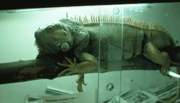Iguanas de aquário