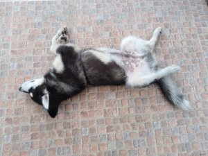 Sintomas da ascite em cães