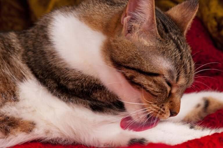 Gato se lambendo