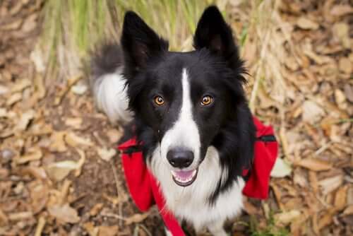 Raças de cães aptas para fazer trilhas