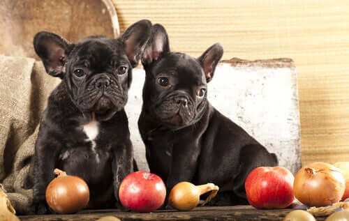 Cachorros com maçãs e cebolas