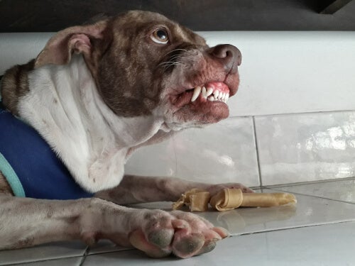 Cachorro agressivo com comida