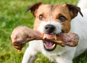 Agressividade em cães relacionada à comida
