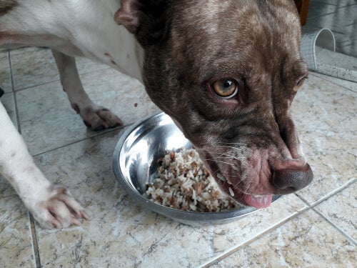 Cachorro feroz comendo