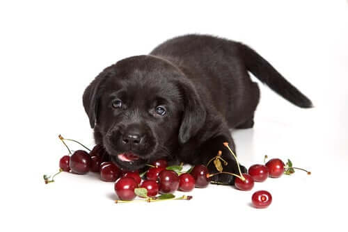 Cachorro comendo cereja
