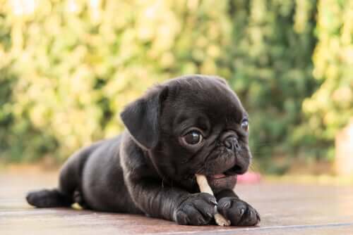 Filhote de cachorro comendo