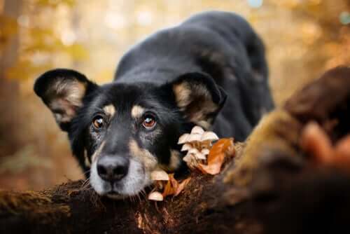 Cachorro deitado em cogumelos selvagens