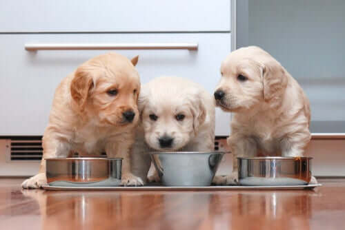 Cachorros comendo