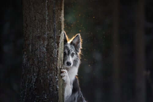 Cachorro se escondendo atrás de árvore