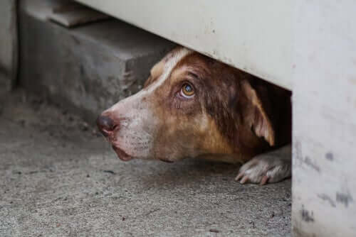 Cachorro escondido