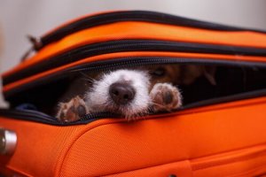Por que os cachorros se escondem?