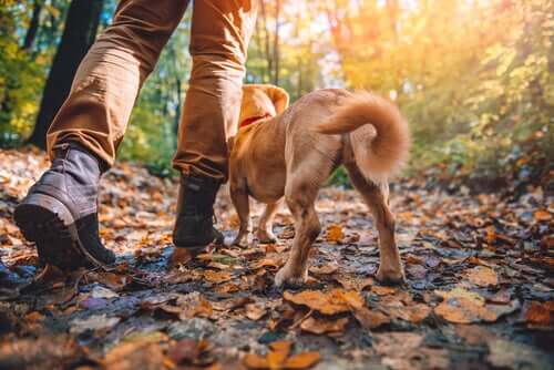 Raças de cães aptas para fazer trilhas