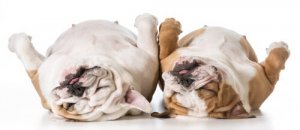 Razões pelas quais os cães roncam
