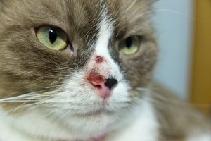 Câncer de pele em gatos: causas e tratamento