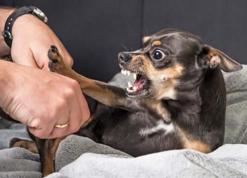 Um cão que está rosnando pode morder?