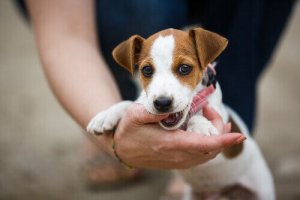 Como ter um cachorro bem-educado?