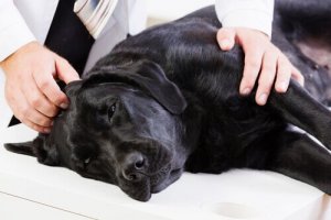 Problemas no baço em cães