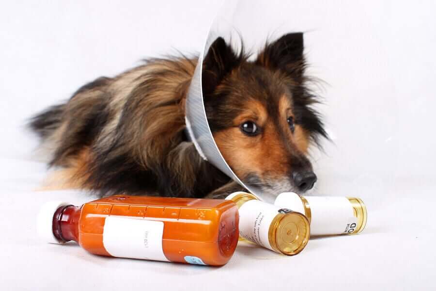 Prescrição e uso responsável de medicamentos veterinários