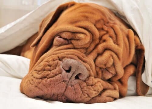 Muitos cães roncam dormindo